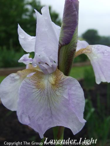 sib Lavender Light 